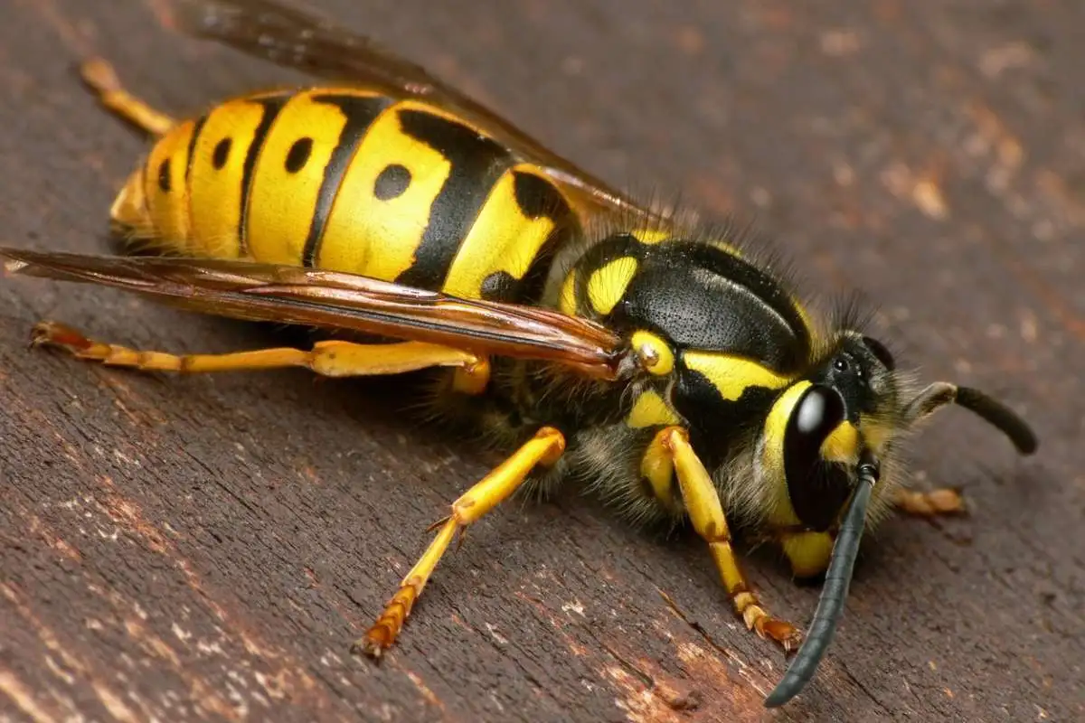 Wespennest entfernen – Kosten & richtiges Vorgehen