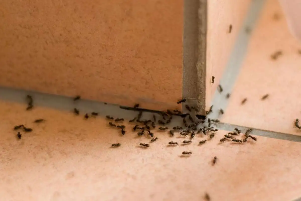 Ameisenbekämpfung - AHS Schädlingsbekämpfung