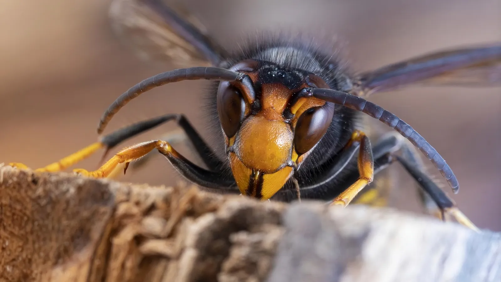 Asiatische Hornisse (Vespa velutina) mit dunklem Körper, orangem Gesicht und gelben Beinenden