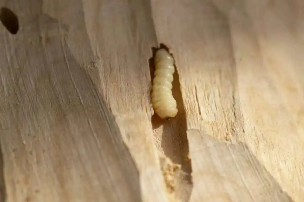 Holzschädlingsbekämpfung - AHS Schädlingsbekämpfung