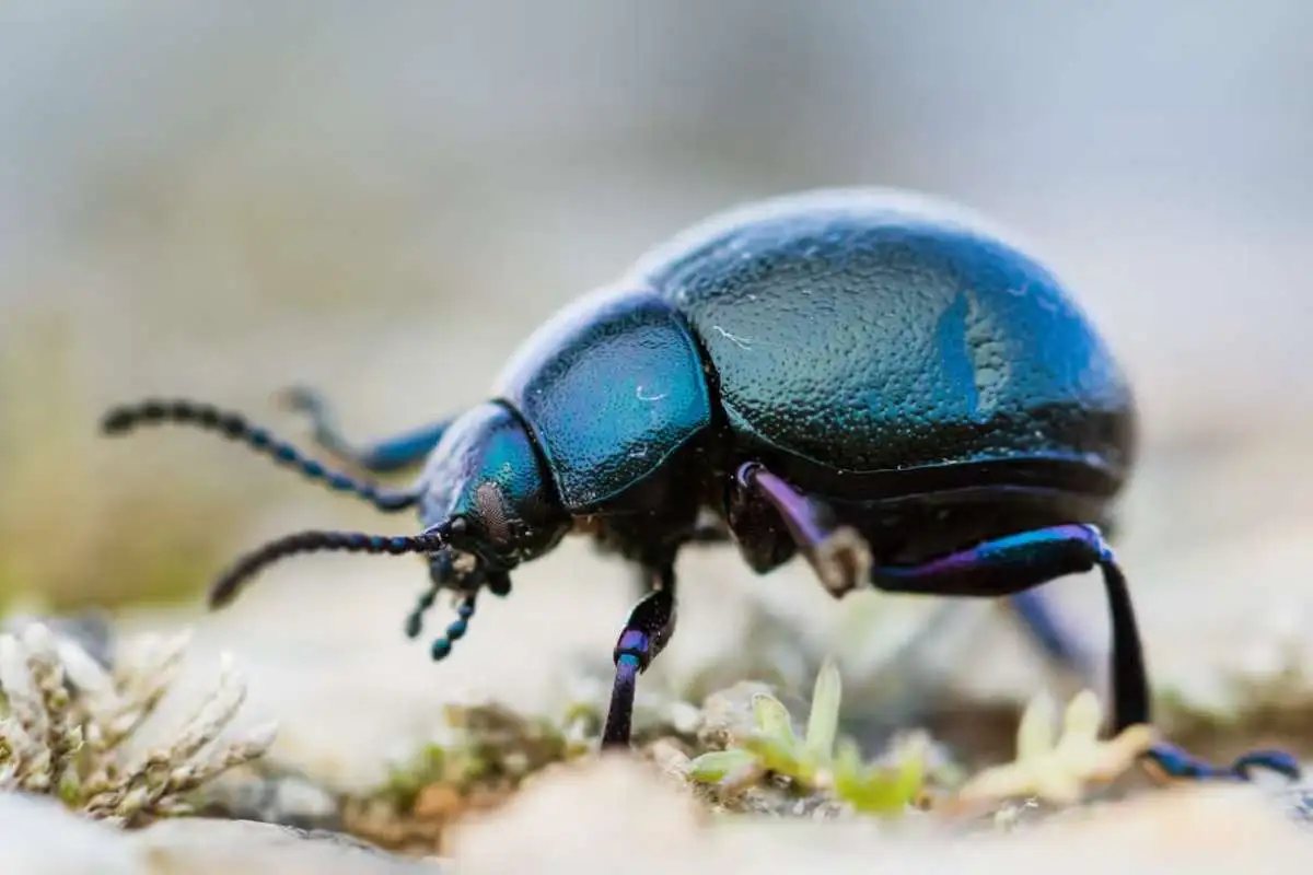 Käferbekämpfung - AHS Schädlingsbekämpfung