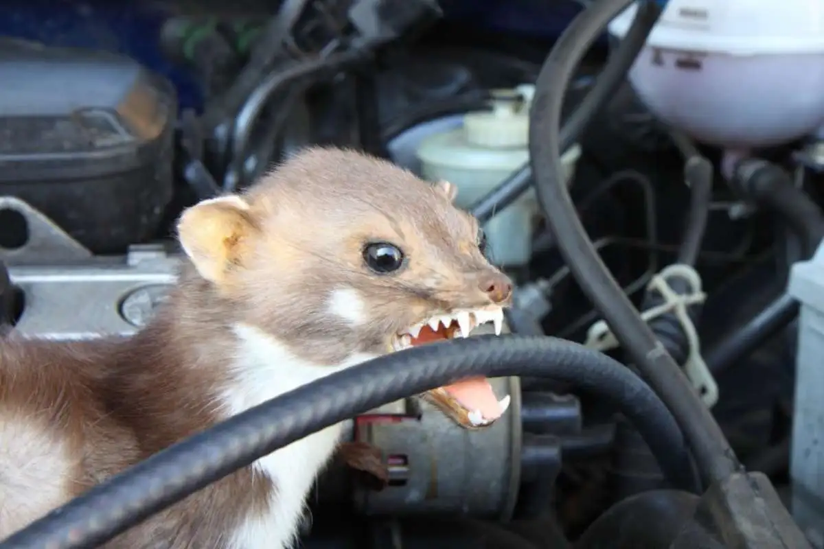 Marderabwehr - AHS Schädlingsbekämpfung