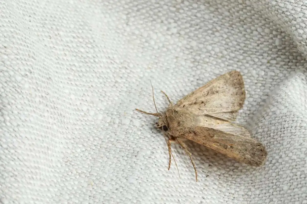 Mottenbekämpfung - AHS Schädlingsbekämpfung