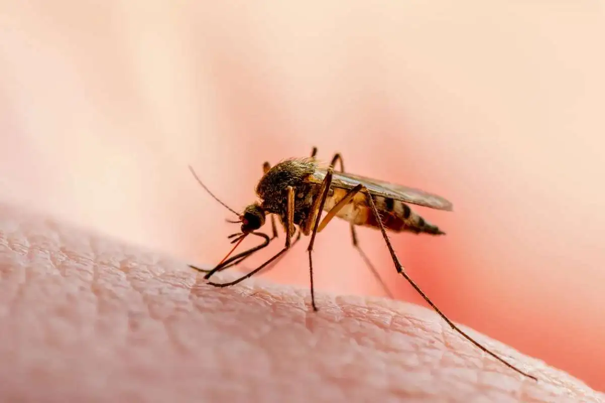 Mückenbekämpfung - AHS Schädlingsbekämpfung