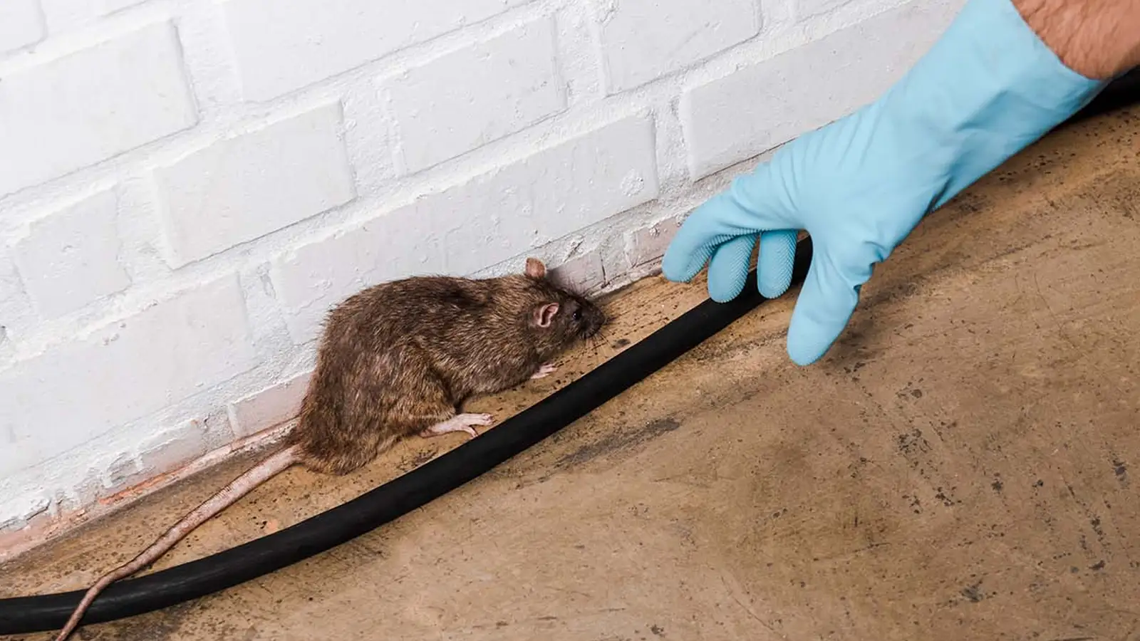 Wanderratte an einer Hauswand im Garten – Rattengift ist für Privatleute seit April 2026 verboten