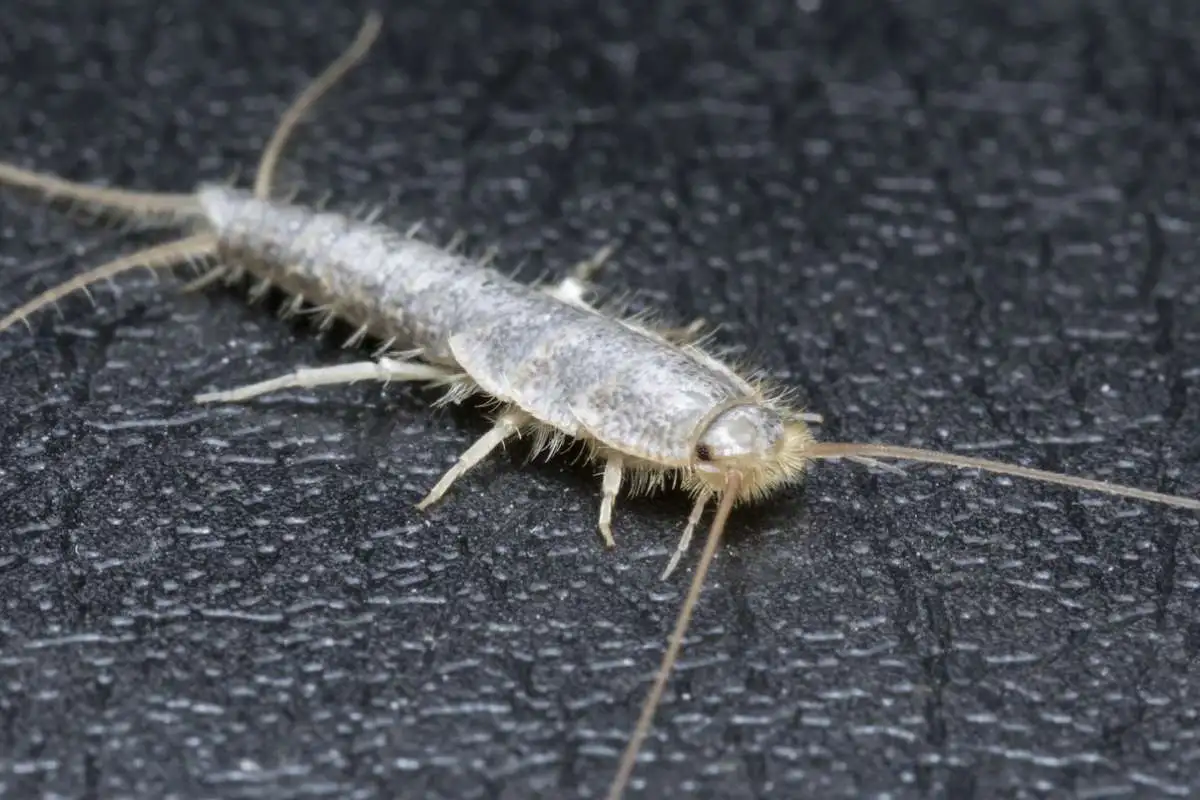 Silberfischbekämpfung - AHS Schädlingsbekämpfung