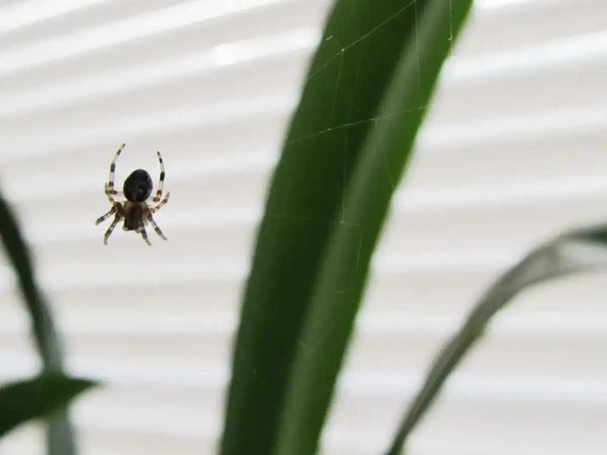 Spinne hängt in ihrem Netz vor Zimmerpflanze und Fensterjalousie – ab dem Spätsommer ein typischer Anblick in der Wohnung