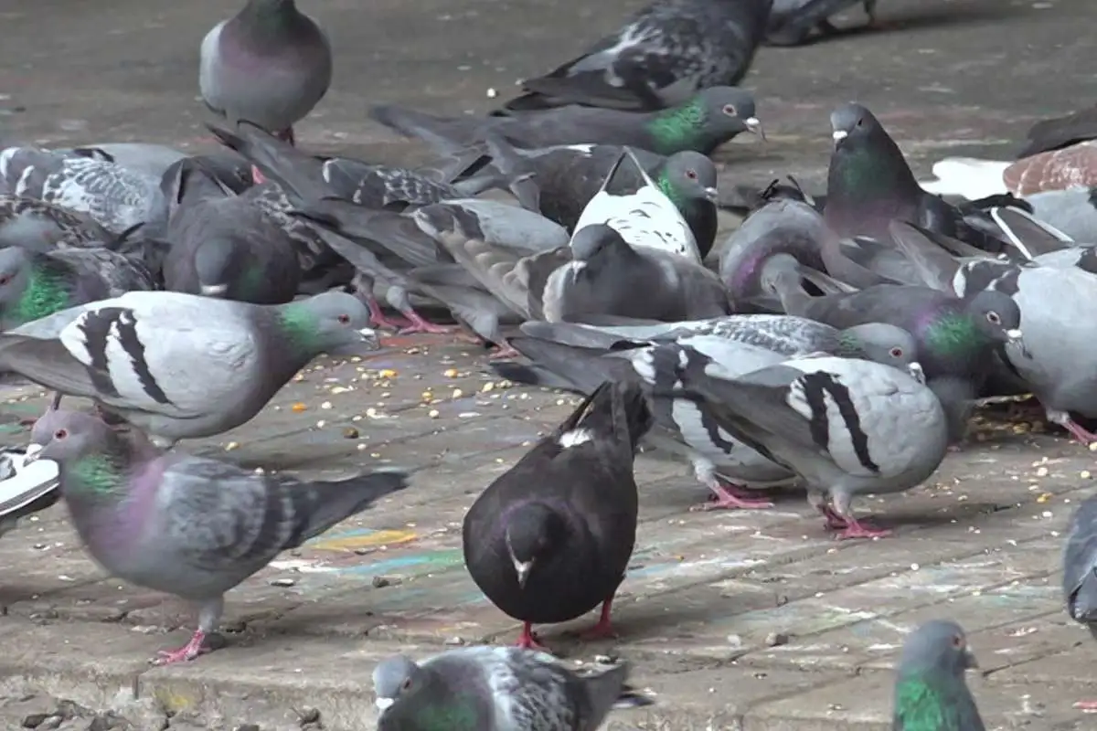 Taubenabwehr - AHS Schädlingsbekämpfung