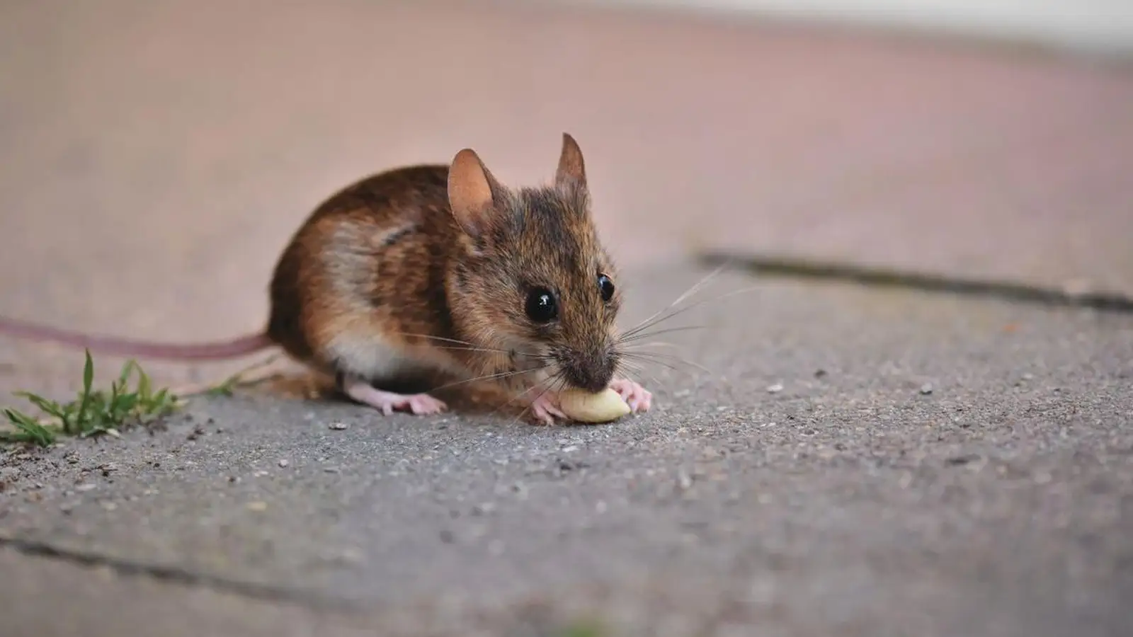Hausmaus an einer Sockelleiste im Haus – Kammerjäger-Kosten bei Mäusen hängen vom Befallsgrad ab